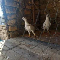 نرمادهشامیکمیابعتیقه