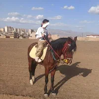 نریان دره شور، و مادیان کرد|اسب و تجهیزات اسبسواری|مرند, |دیوار