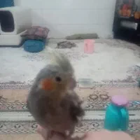 عروس هلندی رام باقفس 1200