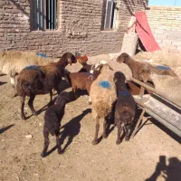 پنج عدد میش بره  دار