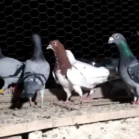 پرنده هوایی نر