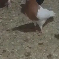ده تا طوقی آس سیاه زرد سرخ خالدار