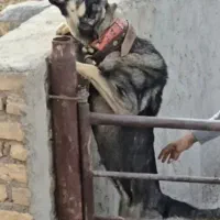 واگذاری سگ پژدر نگهبانی وگله ۱۵ماهه
