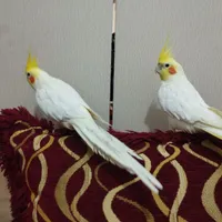 عروس هلندی های  بالغ و سخنگو|پرنده|میناب, |دیوار