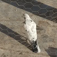 یه کفتر سوسگی