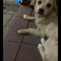 سگ گم شده کوچولو رنگ قهوه ای