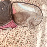 فروش یک عدد گربه نژاددار|گربه|مراغه, |دیوار