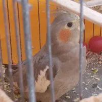 جفت عروس هلندی