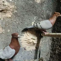 کفتر کبوتر آرشینگل