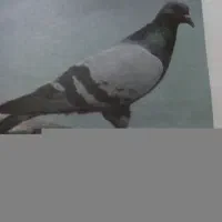 کبوتر پیدا شده