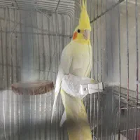 5 جفت عروس و 4عدد گرینچیک 8عدد جوجه عروس