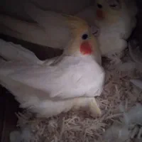عروس هلندی مولد