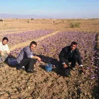 راننده ۴۰۵ هستم جهت سرویس رفت وآمد کارگرهای زعفران|خدمات حمل و نقل|تربت‌حیدریه, سیلوی گندم|دیوار