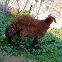 فروش گوسفند