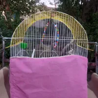 طوطی نر وماده|پرنده|هریس, |دیوار