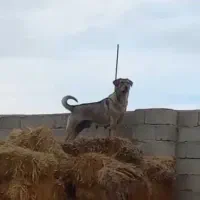 فروشی|سگ|قره ضیاالدین, |دیوار