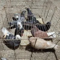 دونه 200 هزار تومن