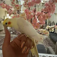 فروش عروس کاملا رام و دستی|پرنده|مشگین شهر, |دیوار