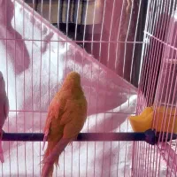 مرغ عشق|پرنده|چناران, |دیوار