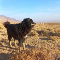 دوتا سگ  گله ای