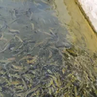 بچه ماهی قزل آلا
