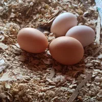 تخم مرغ وغاز واردک وبوقلمون محلی