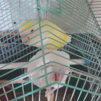 یه جفت طوطی برزیلی