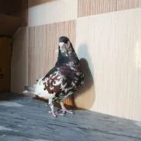 کبوتر شهری مخملی ودم سفید