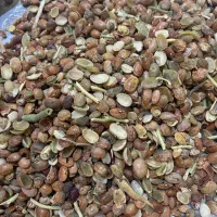 لوبیا بوجاری خوراک دام و طیور