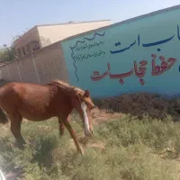 اسب نر اصیل