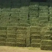 یونجه