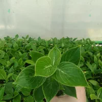 گل برکین نشایی