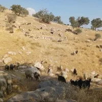 ۸راس میش داشتی درجه یک آبستن