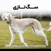 سگ تازی ماده شکاری عالی هرف گوش کن