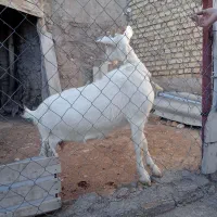 بز سانن|حیوانات مزرعه|سلطانیه, |دیوار