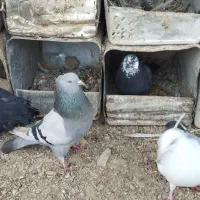 کبوتر نقره ای اهنی سیاه کله سفید|پرنده|سامان, |دیوار