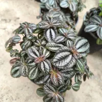 گل و کاکتوس|گل و گیاه طبیعی|نورآباد ممسنی, |دیوار