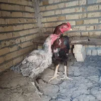مرغ و خروس لاری|حیوانات مزرعه|زاوه, |دیوار