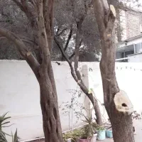 فروش خانه ویلایی|فروش خانه و ویلا|منجیل, |دیوار