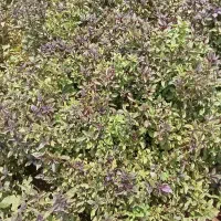 بدهکارانه محترم بدهی خودرابهسبزی فروشی تسویه کنید