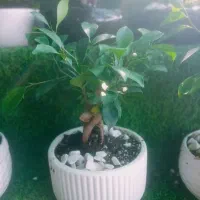 گل بنسای برگ پهن و ساده پر برگ و کم برگ|گل و گیاه طبیعی|ری, بازار گل خاوران|دیوار
