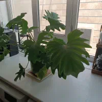 گلدان آپارتمانی برگ انجیری