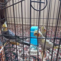 حراج سه عددعروس هلندی فقط دومیلیون