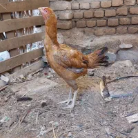 مرغ|حیوانات مزرعه|مهران (ایلام), |دیوار