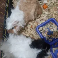 خوکچه هندی نر و ماده