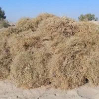 خار|لوازم جانبی حیوانات|کرباسک, |دیوار