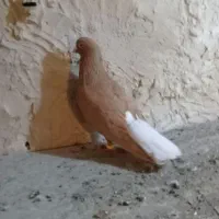 کبوتر‌نر‌ماده‌زرد‌دمسفید|پرنده|الوند, |دیوار