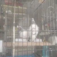 کبوتر کله ای