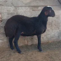 بره نر پروار چاق|حیوانات مزرعه|شاهرود, |دیوار