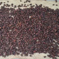 خرما|خوردنی و آشامیدنی|برازجان, |دیوار